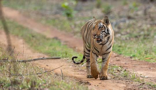 licensed-image (17).jpeg